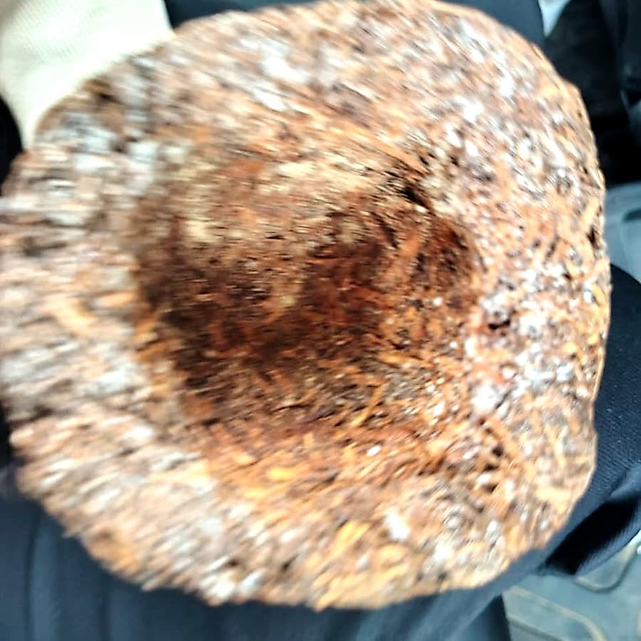 Thermo-Mool mycelium block — top view